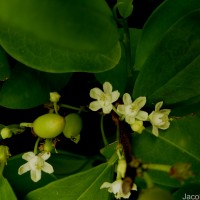 Erythroxylum novogranatense (D.Morris) Hieron.